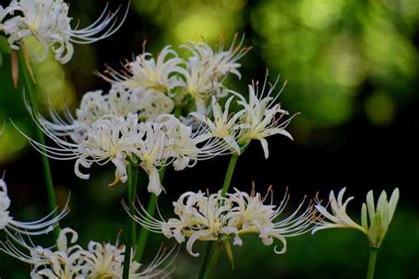 彼岸花荼蘼花|彼岸花、曼殊沙华、曼陀罗之间是什么关系？